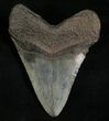 Nice Looking Megalodon Tooth #5616-2
